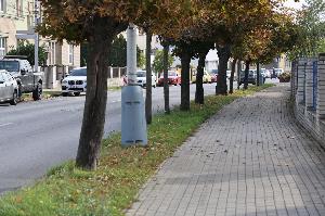 Pokračujeme s&nbsp;obnovou zeleně na třídě T. G. Masaryka