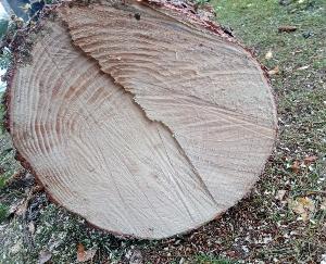 Roudnický advent zahájí trhy s&nbsp;rozsvícením stromu