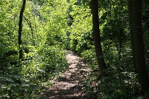 Hluboký park je opět bezpečný